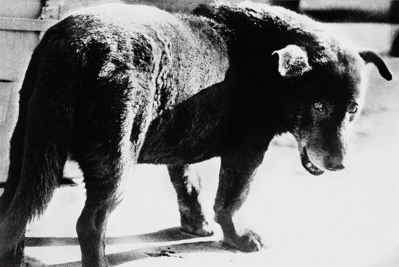 Stray Dog (Misawa)